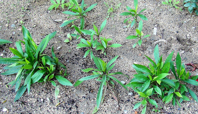 Centaurea (Centaurea dealbata Willd.).