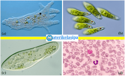 Contoh Soal Ciri Ciri Makhluk Hidup Dan Peranannya Dalam Kehidupan Beserta Pembahasannya