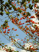 Colours of Changi Beach Park (img )