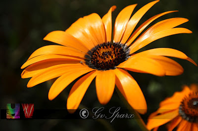 yellow flower, garden festival, garden of five senses