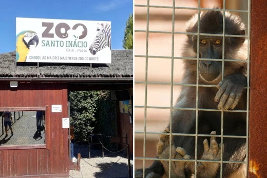 Monkey bites off the finger of 5 year old boy after biting him while he stood near cage