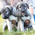Female dog gives birth to the World's first genetically identical twin puppies (photos)