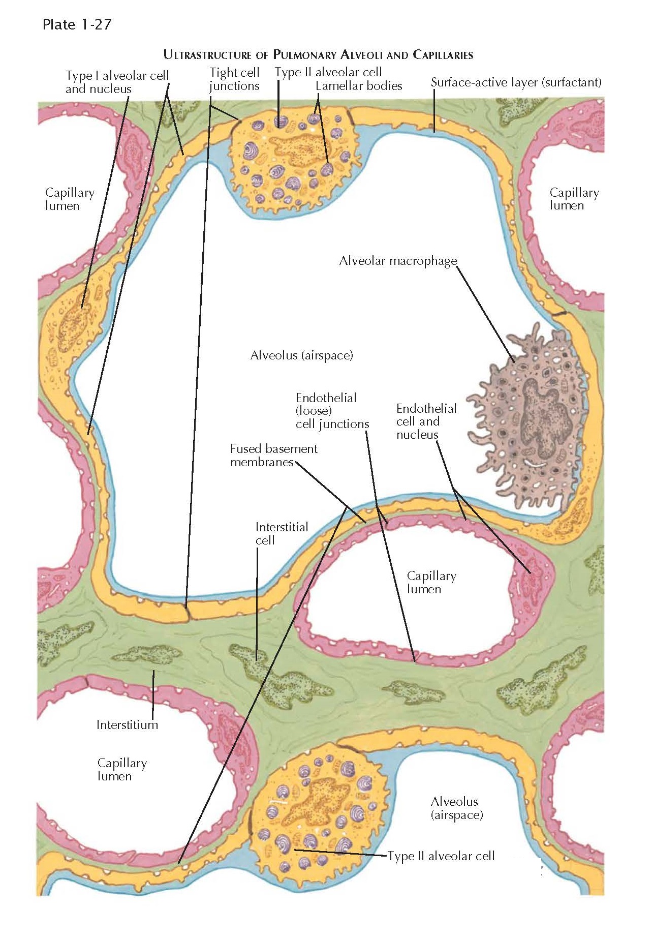 ULTRASTRUCTURE OF PULMONARY ALVEOLI AND CAPILLARIES ULTRASTRUCTURE OF PULMONARY ALVEOLI AND CAPILLARIES