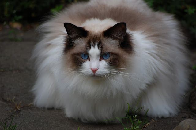 Ragdoll Cats