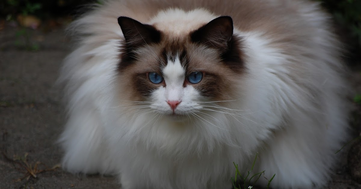 ragdoll coats