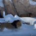 Λιοντάρια παίζουν στο χιόνι 