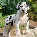 10 Things You Need To Know Before Getting a Great Dane