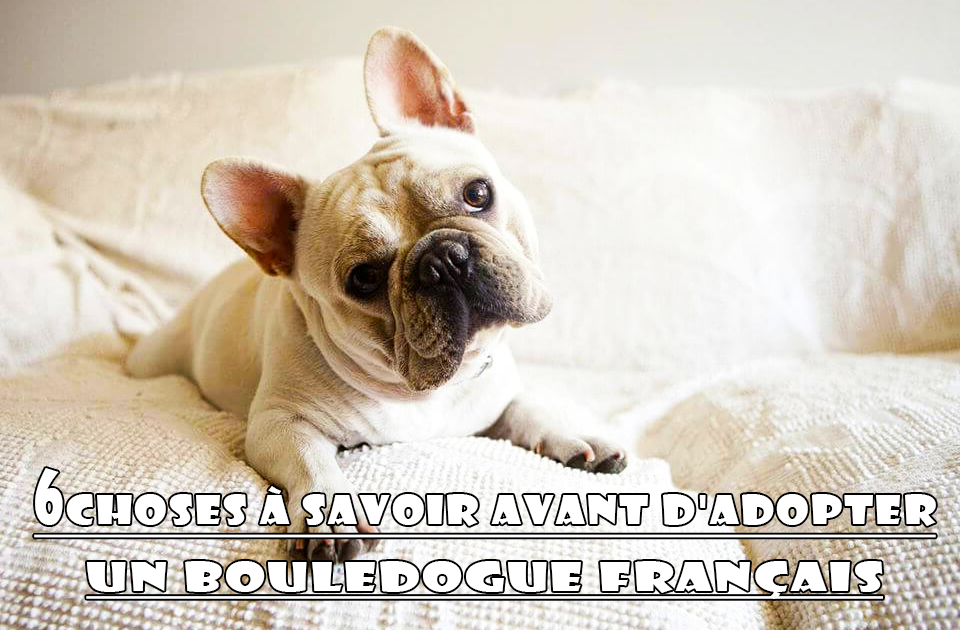 Adoption Bouledogue Francais 6 Choses A Savoir Avant D Adopter Un Bouledogue Francais