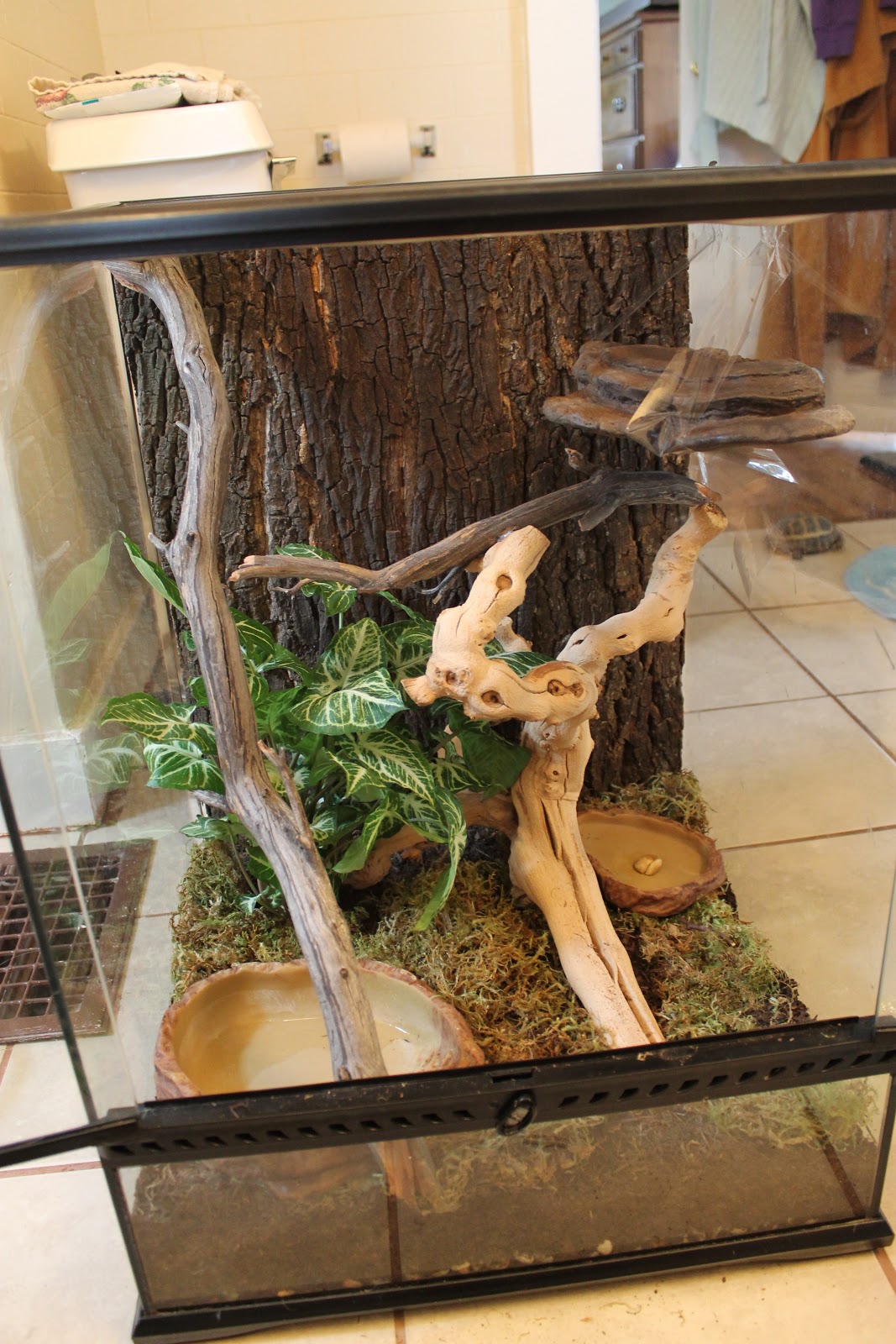 Lizards in Sweaters Houses for Lizards