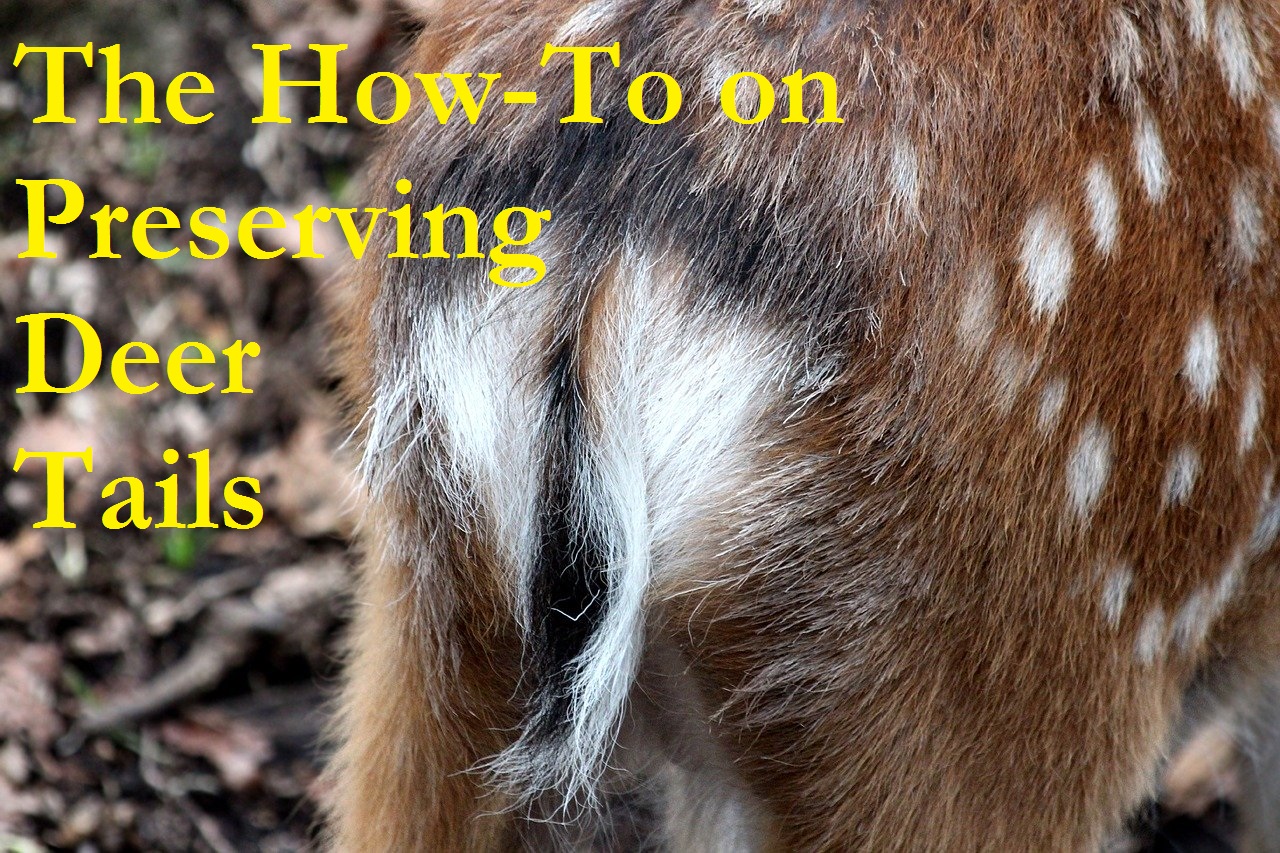 Preserving Deer Tails 101