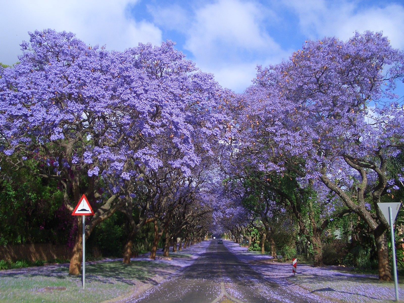 Cultura Guaraní LA LEYENDA DEL JACARANDA