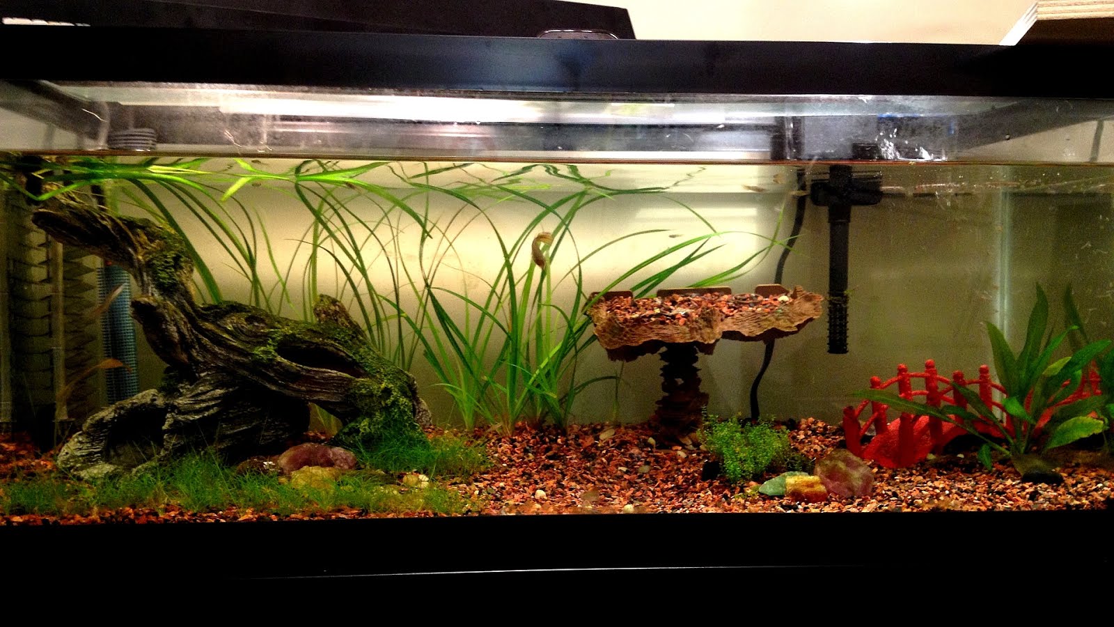 Co2 For Aquarium Plants Diy DIY Choices