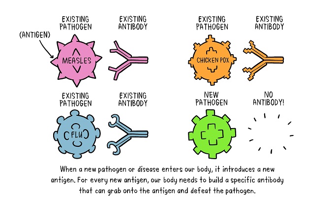 Vaccines Antibody illustration