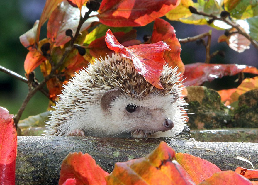 Animals With Natural Umbrellas. Creatures and rain equal umbrella