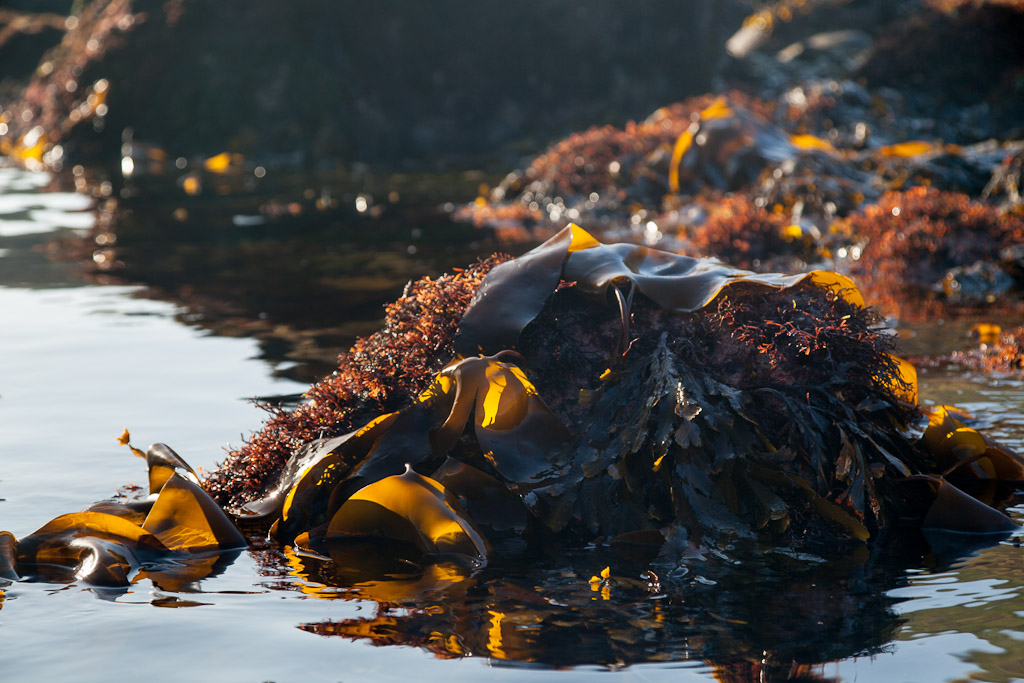 Sea kayaking with Down among the kelp beds