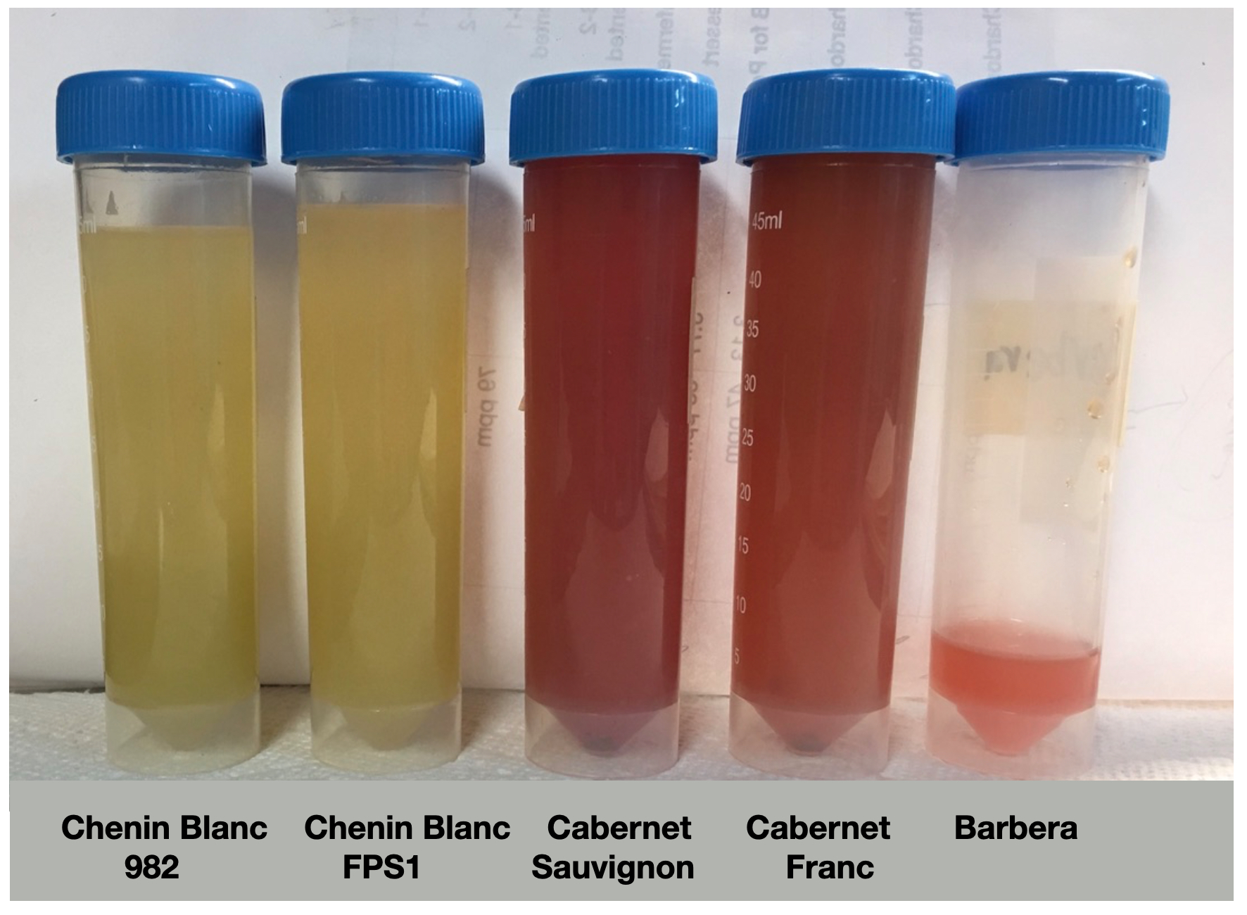 EnoViti Testing Remaining Grape Varieties