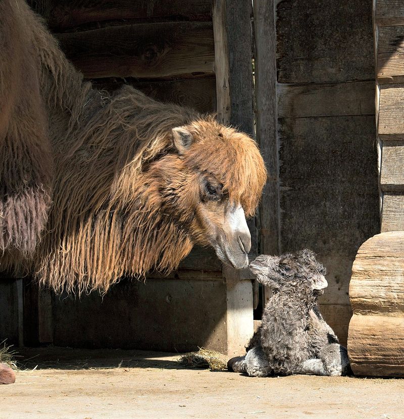 Baby Animals: Camel - Calf 14