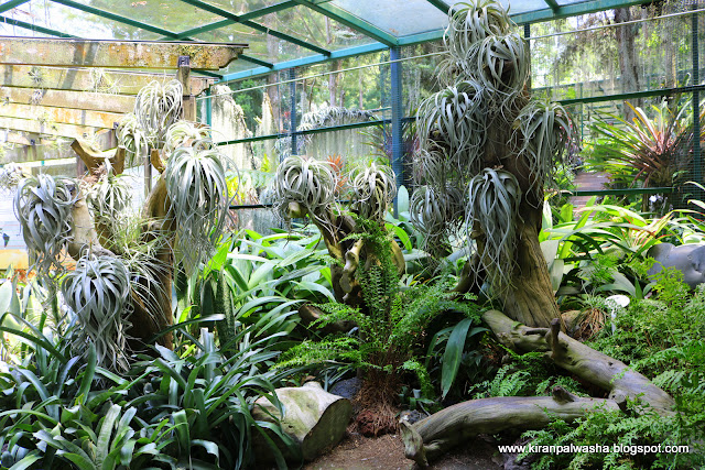 Singapore botanical garden.