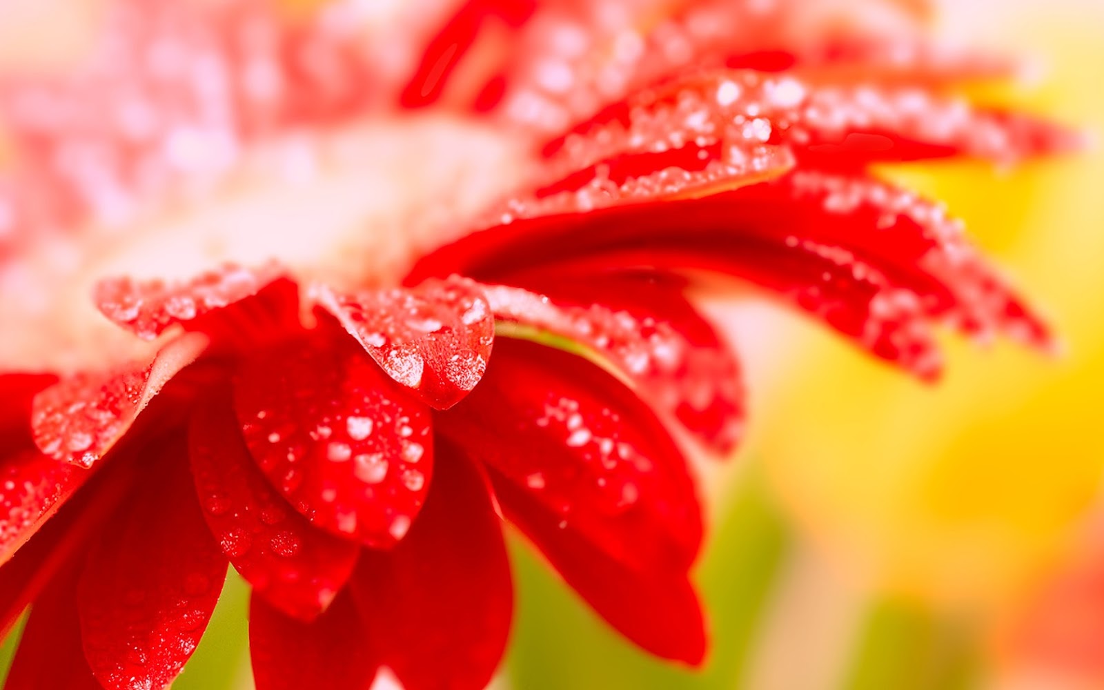Dew Flowers ~ Flowers Wallpapers
