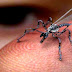 Το κουνούπι.... drone που σε τσιπάρει (Βίντεο)