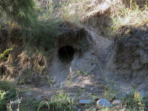 The mother dug a 35-foot-long tunnel to get her son out of jail