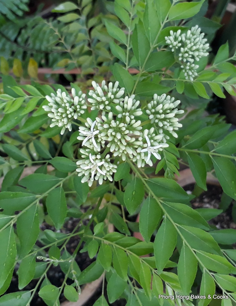 PH the Malaysian Carnivore Curry Flowers Don't Smell Like Curry