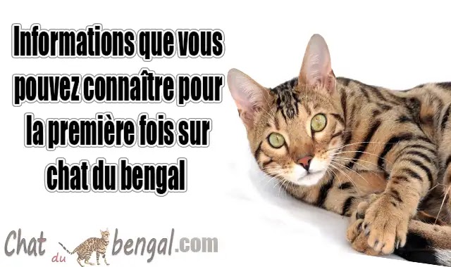 chat du bengal