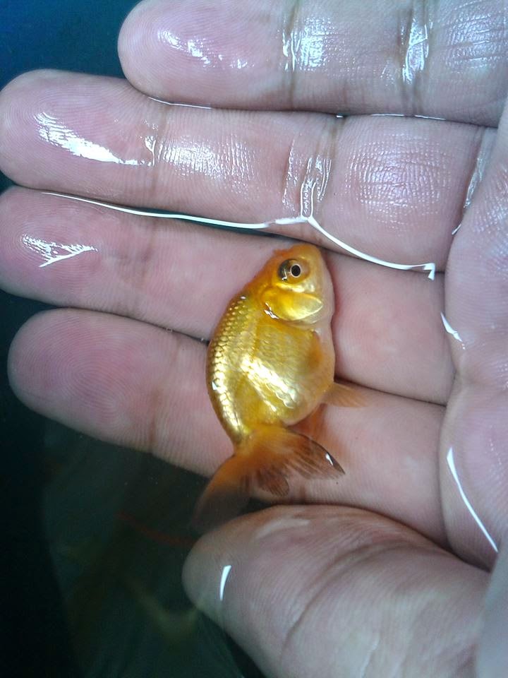 Live Goldfish for Sale