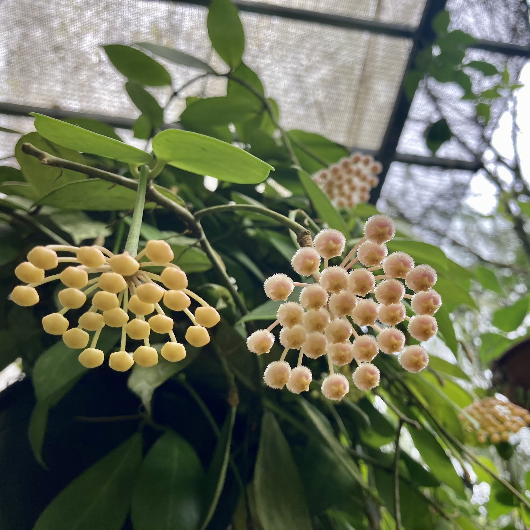 Cactos e Suculentas: Flor de cera - Hoyas