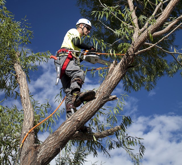 THE A - Z OF QUALITY TREE CARE