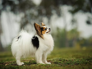 Top 16 Small dog breeds in India with price