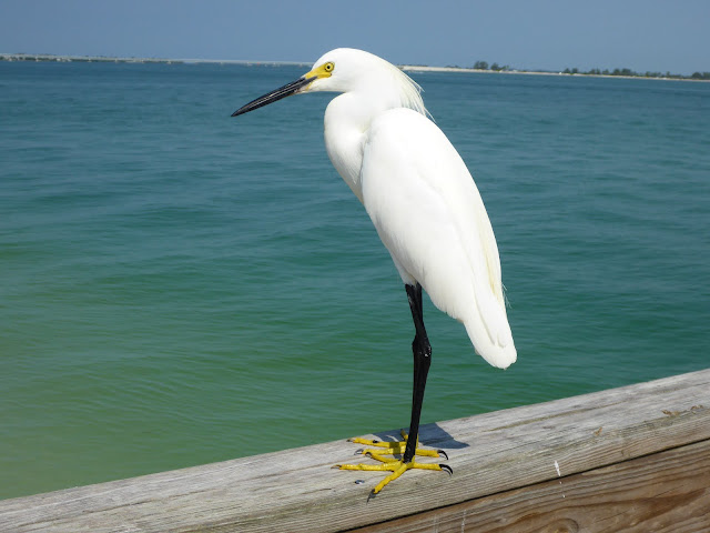 oiseau au Sanibel light house beach Floride