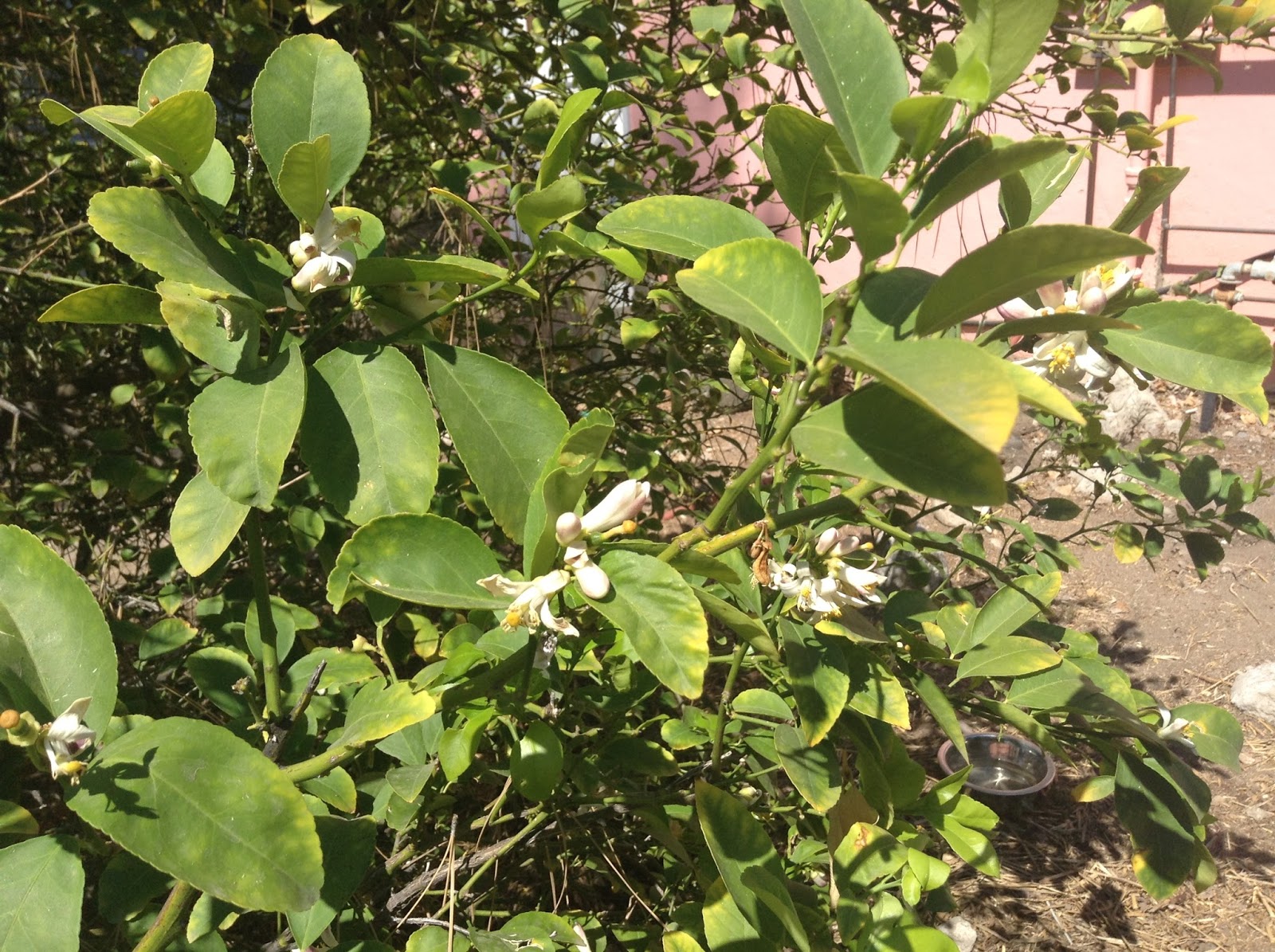TheAwakenedSoul Feeding Your Citrus Trees Compost
