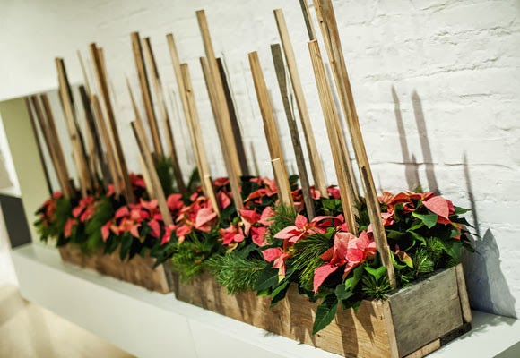 Marzua: Ponsettias para todos los estilos