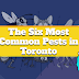 The Six Most Common Pests in Toronto #infographic