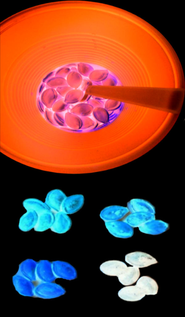 Make your own glowing pumpkin seeds for arts, crafts, and autumn activities. These colorful seeds are great for sorting counting, and so much more. #glowinthedarkpumpkinideas #glowingpumpkinart #glowingpumpkincraft #pumpkinseeds #pumpkinseedsrecipe #pumpkinseedscraftsforkids #howtocolorpumpkinseeds #glowinthedarkpumpkinseeds #neonpumpkinseeds #fallcrafts #growingajeweledrose #activitiesforkids Make your own glowing pumpkin seeds for arts, crafts, and autumn activities. These colorful seeds are great for sorting counting, and so much more. #glowinthedarkpumpkinideas #glowingpumpkinart #glowingpumpkincraft #pumpkinseeds #pumpkinseedsrecipe #pumpkinseedscraftsforkids #howtocolorpumpkinseeds #glowinthedarkpumpkinseeds #neonpumpkinseeds #fallcrafts #growingajeweledrose #activitiesforkids