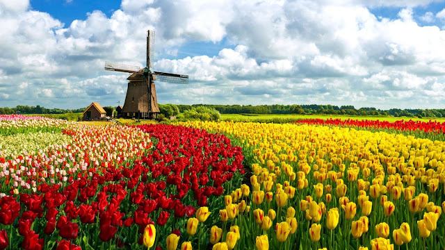 Тюльпаны в Нидерландах