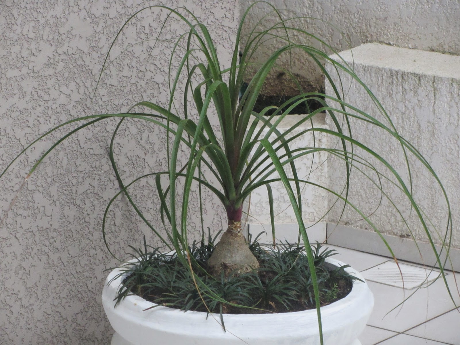 plantum Pata de Elefante