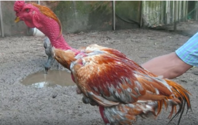 Cara Mendapatkan Keturunan Ayam Bangkok Super