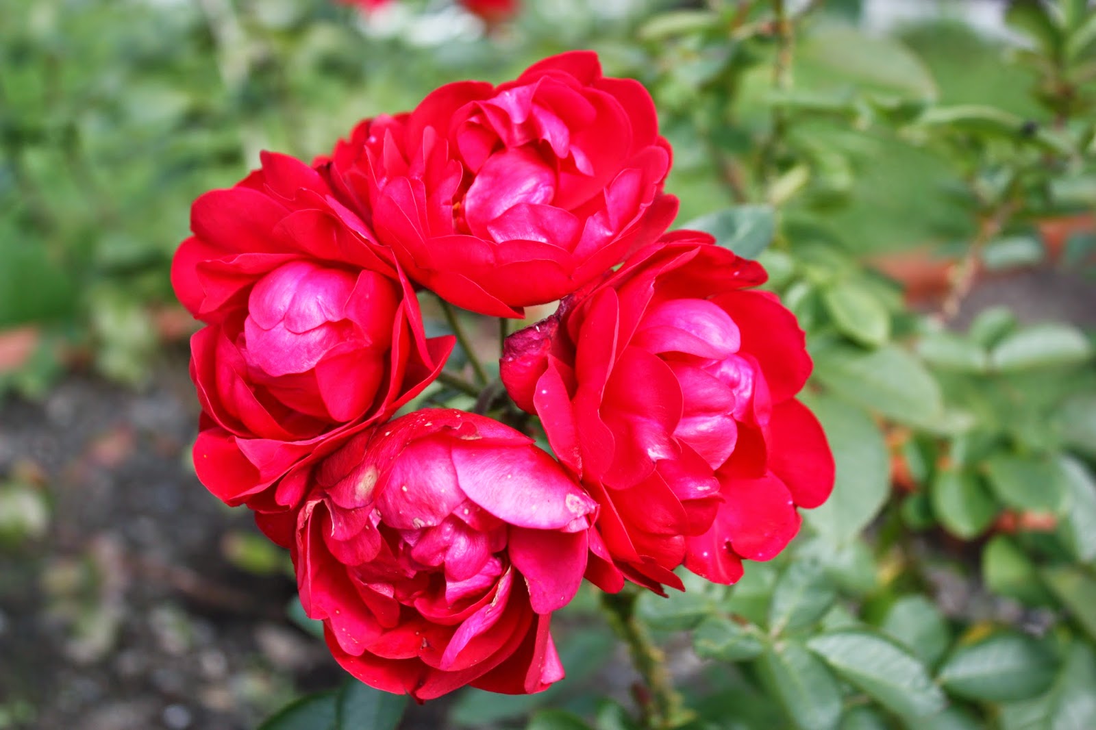 VÅRLI : Roser er røde...