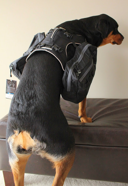 Canine Equipment Backpack Dog