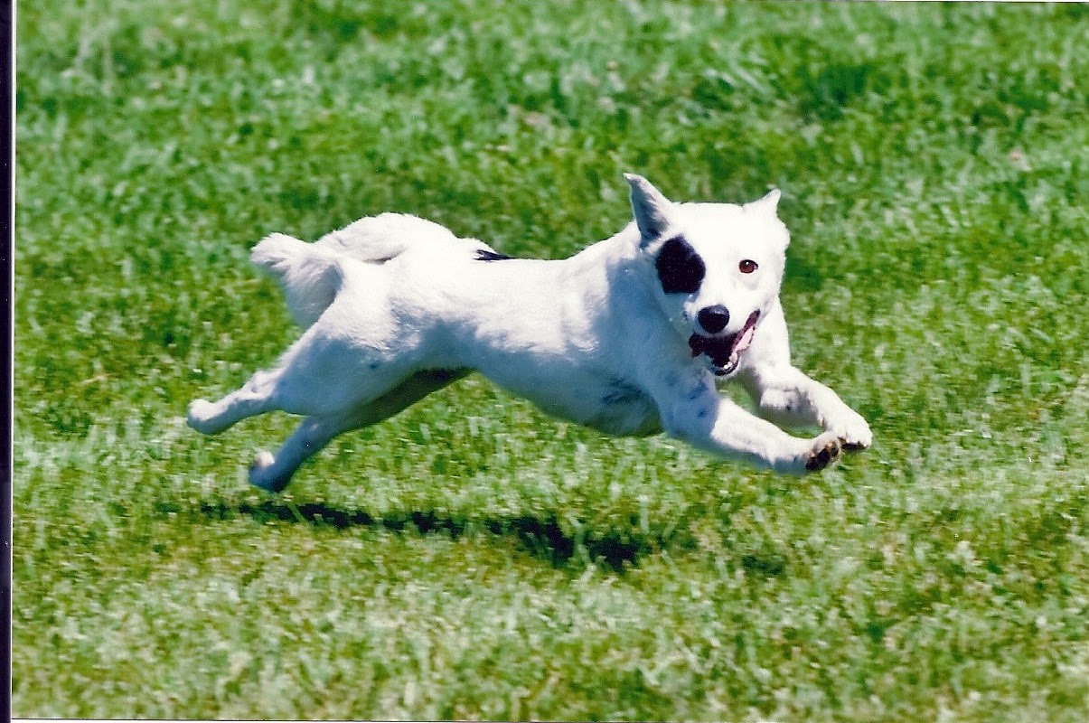 Dot Lure Coursing in Hollister