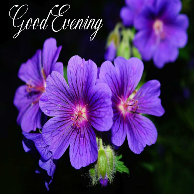 good evening flowers good evening flowers