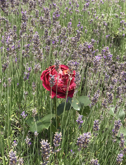 Guten Morgen Bilder Guten Morgen Sonntag Guten Morgen Grusse