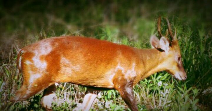 Beberapa Khasiat Jimat Kulit Kijang Lulang Kidang Harta Langit