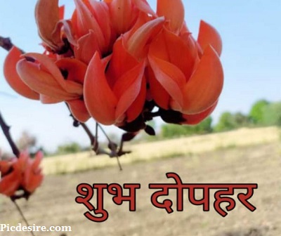 Good afternoon in Hindi Images for Social media