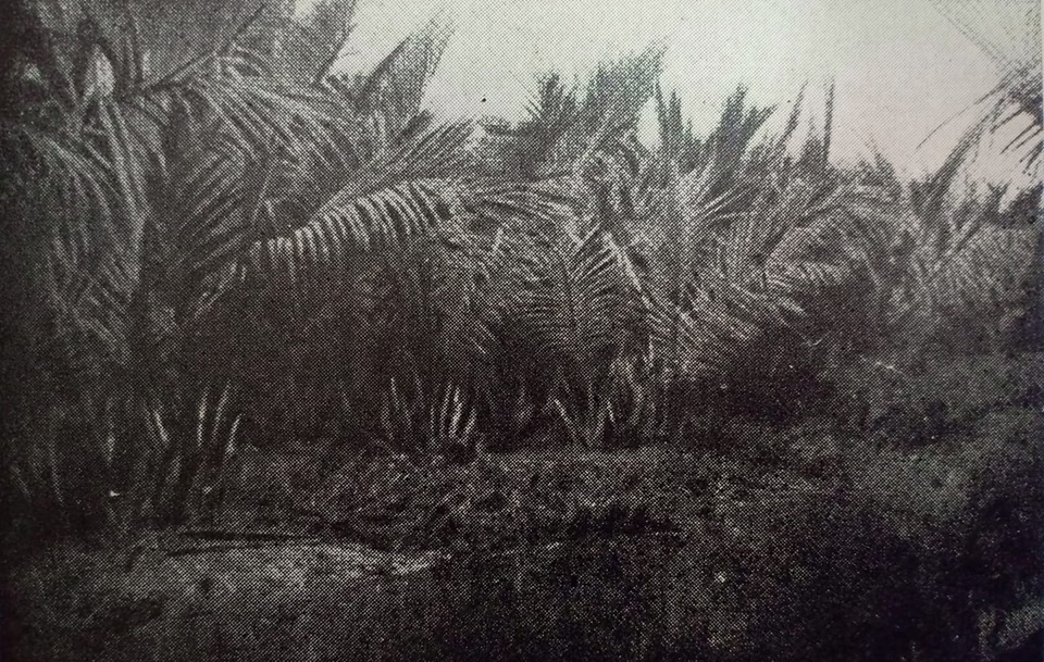 Christian's Chronicles Nipa, Tuba, and the Prewar Distilling Industry