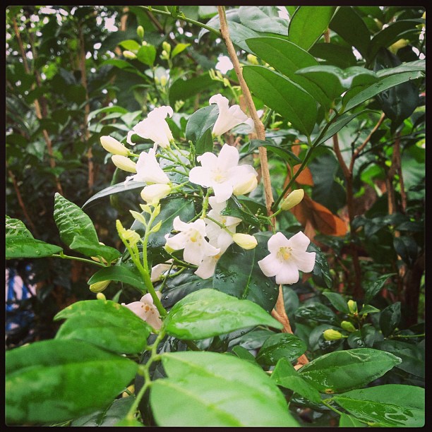 Terpopuler 28+ BungaMelur, Hiasan Bunga