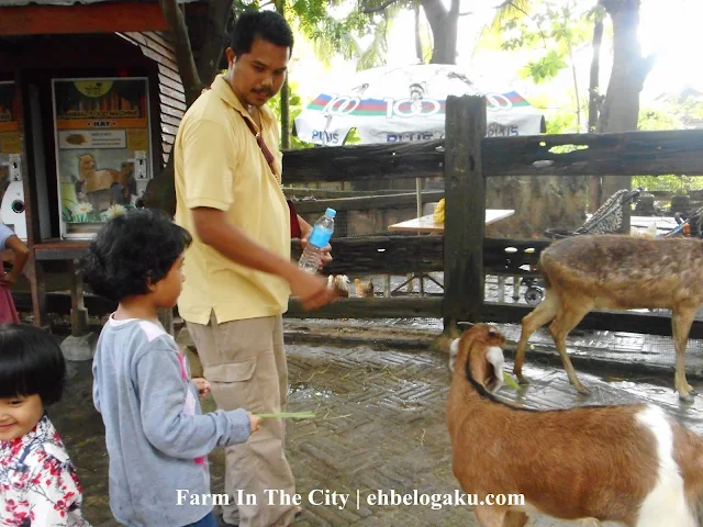 goat feeding