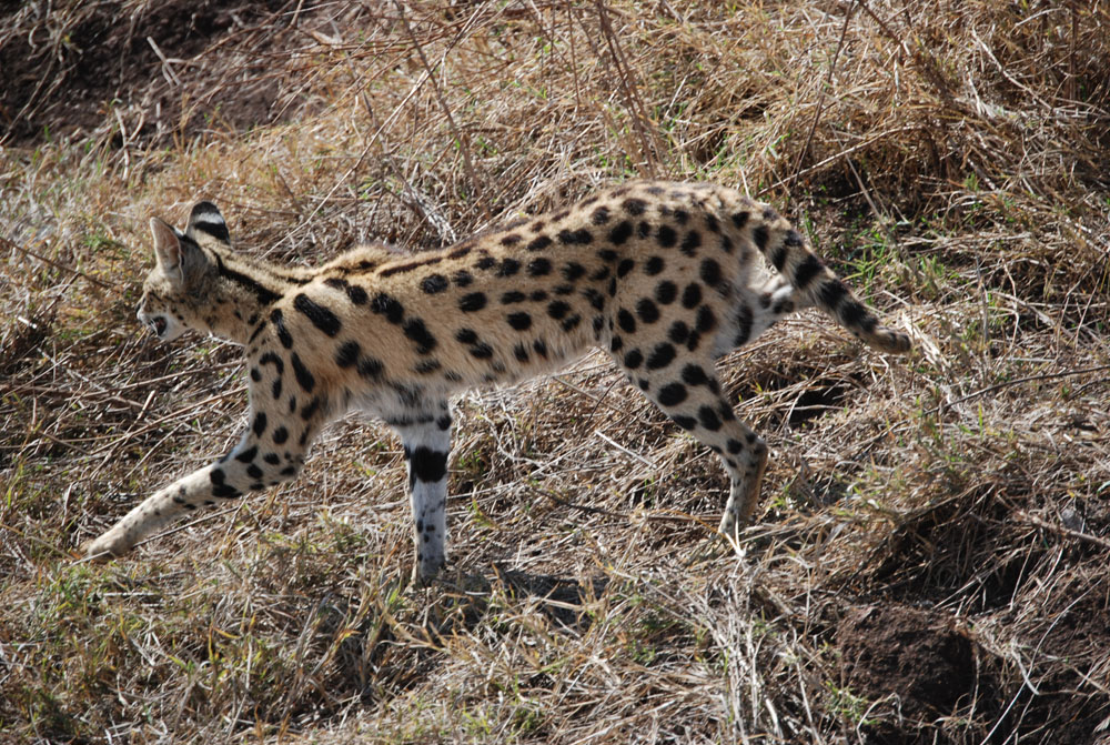 Footloose with Diana Leopard and Serval